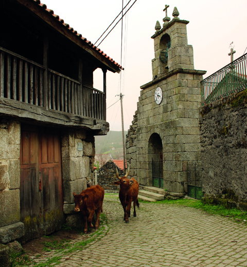 Vaca de raça Barrosã​ thumbnail image