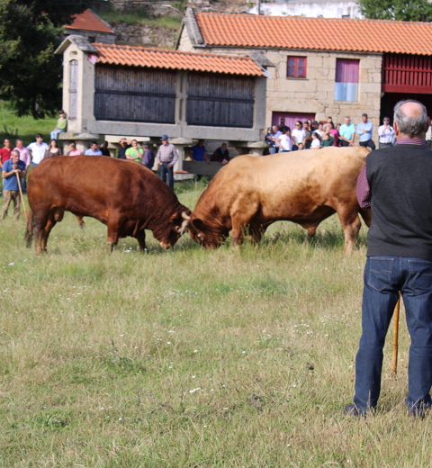 Bois de raça Barrosã​ thumbnail image